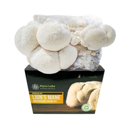 Lion's Mane Mushroom Grow Kit (5lbs)  Lion's Mane Mushroom Grow Kit, mycolabs lions mane grow kit, Lion's Mane Mushrooms, beginners, experienced cultivators, remarkable characteristics, Transform Your Space, Nature's Most Regal Fungi, awe-inspiring sight, cascading white spines, indoor garden, incredible health benefits, Boost Your Brain Power, Elevate Your Mood, cognitive-enhancing, mood-regulating properties, Simple, Organic, Sustainable, 5lb, eco-friendly materials, highest quality harvest, Hericium erinaceus, top-selling varieties, support brain health, delectable mushroom, culinary enjoyment, numerous mushroom flushes, 4-6 weeks, larger, coral-like growth, enjoyable variety, extraordinary mushroom, native, North America, Europe, Asia, traditional Chinese, Japanese medicine