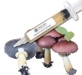 King Stopharia (Wine Cap) Liquid Culture Syringe (10cc) King Stopharia (Wine Cap) Mushrooms