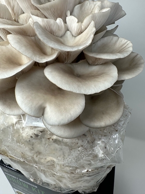 5 Tips for Growing Oyster Mushrooms at Home